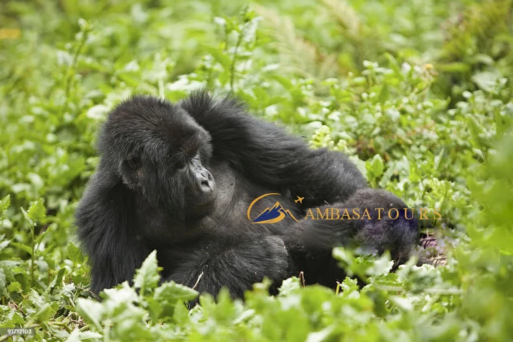 Uganda national parks: Gorilla trekking, classic safari, chimpanzees, remote valleys, and active safari routes.