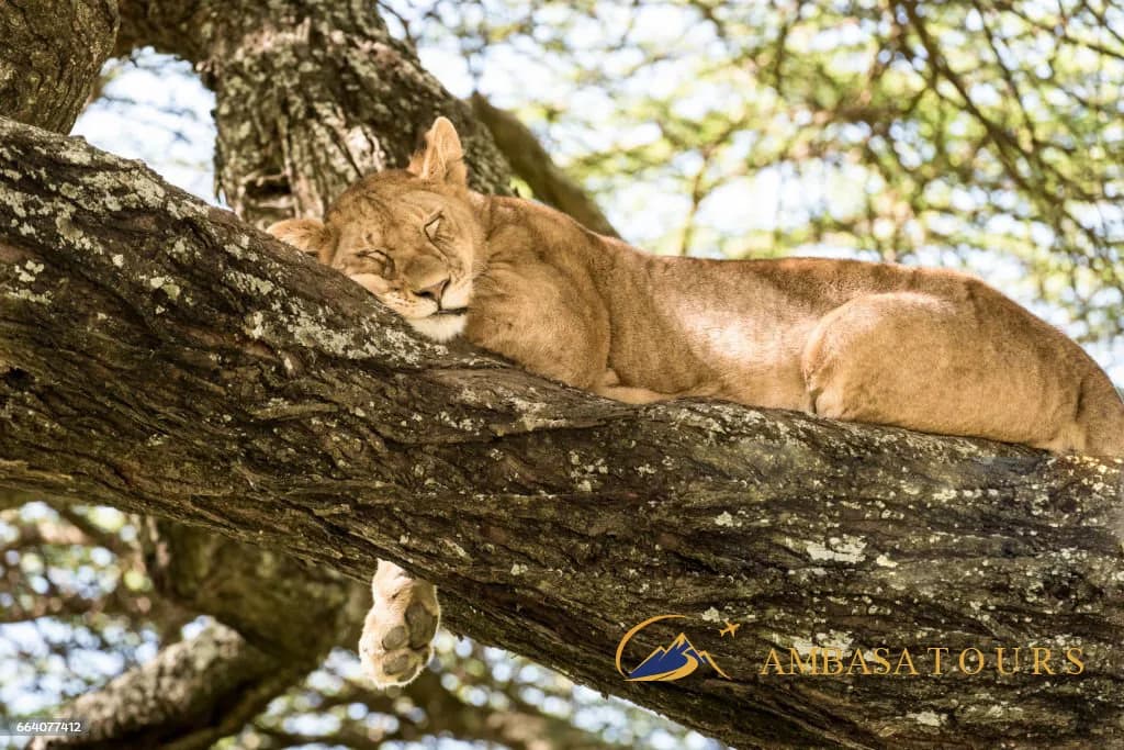 Wildlife
